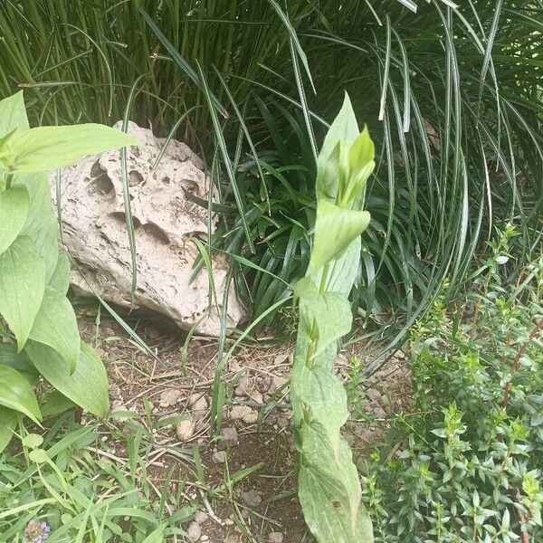 Tricyrtis hirta Leaf