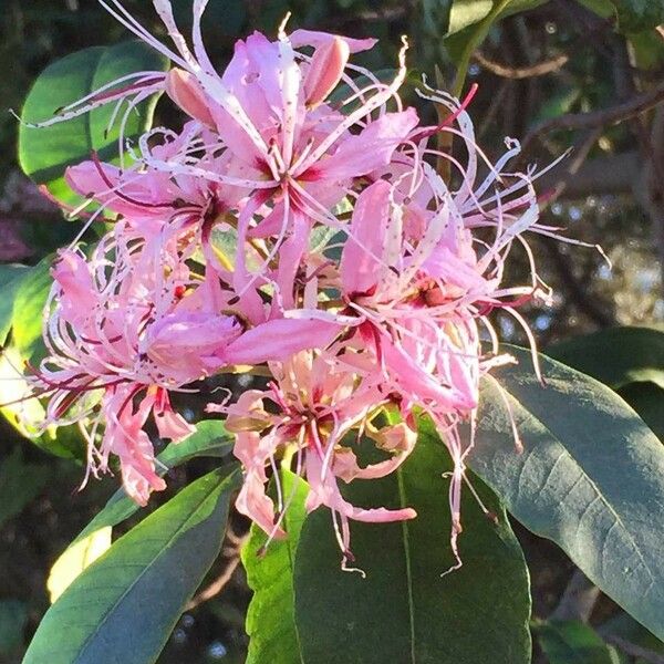 Calodendrum capense Blomma