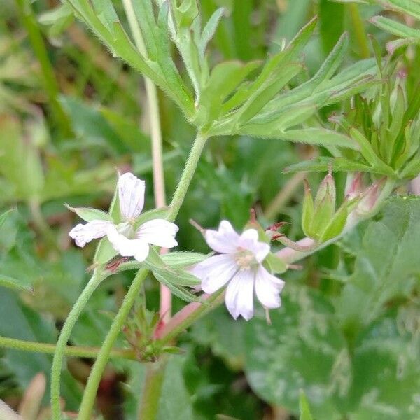 Geranium carolinianum Flors