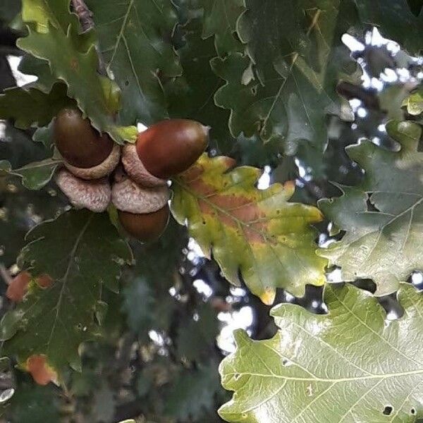 Quercus pubescens ഫലം