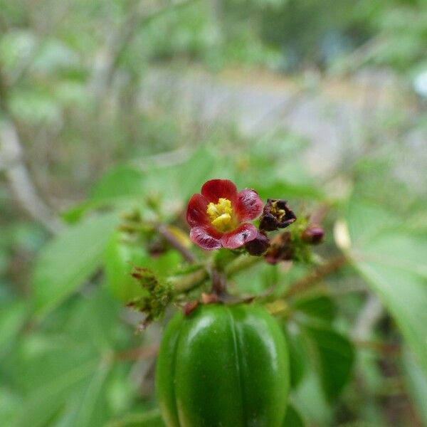 Jatropha gossypiifolia Flors