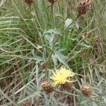 Centaurea collina Flower