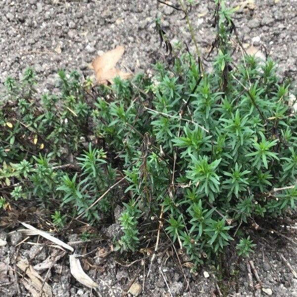 Asperula tinctoria Облик