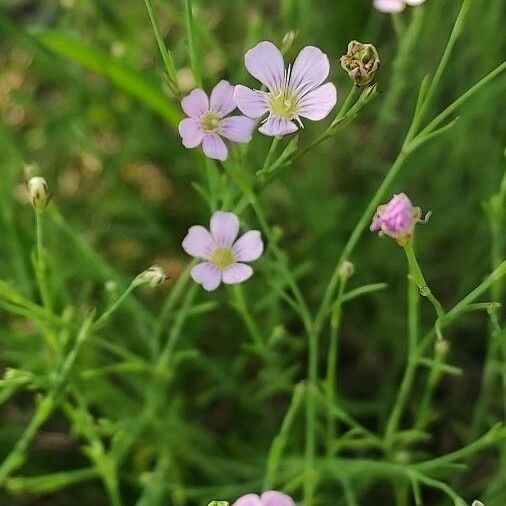 Gypsophila muralis Kukka