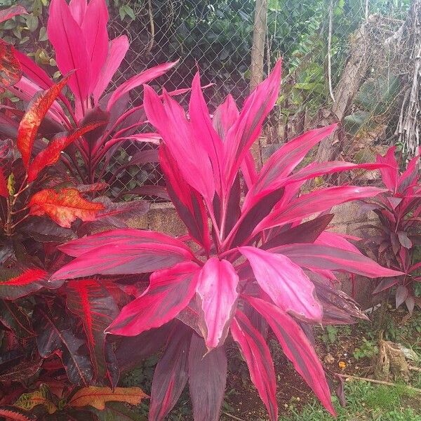 Cordyline fruticosa 叶