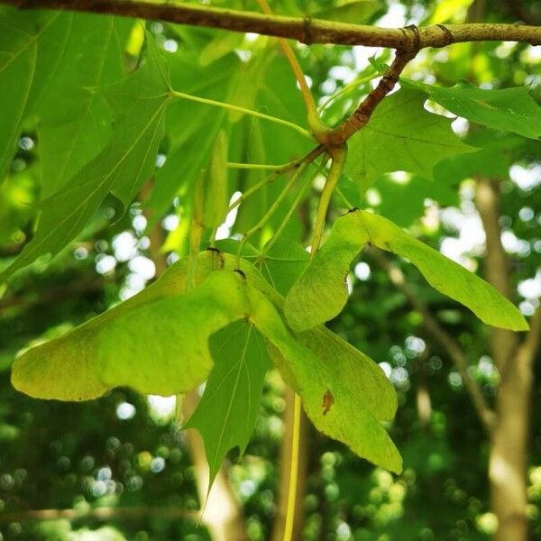 Acer platanoides Gyümölcs