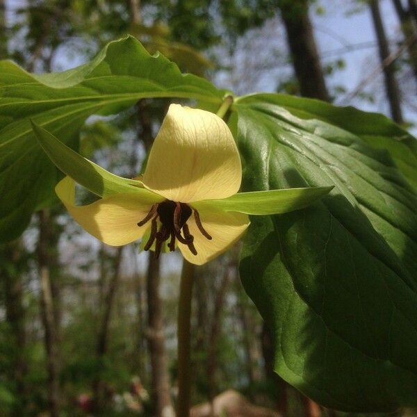 Trillium rugelii Lorea