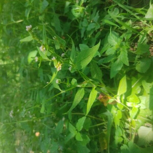 Persicaria nepalensis Buveinė