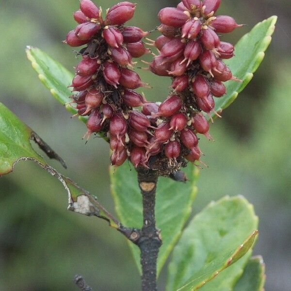Cunonia atrorubens Flower
