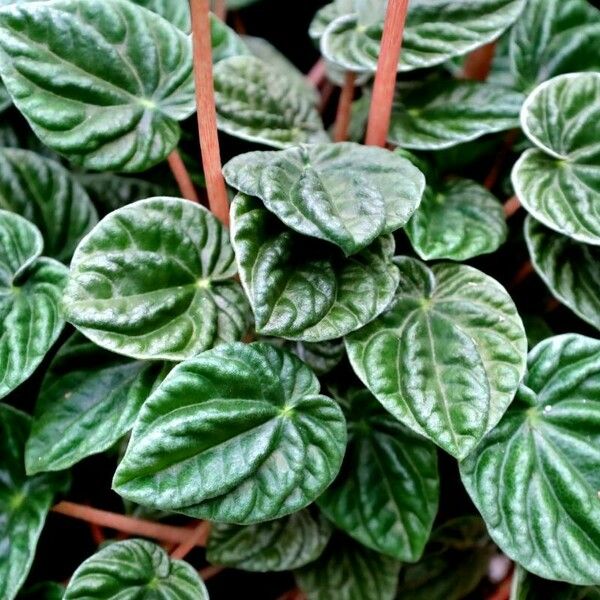 Peperomia albovittata Leaf