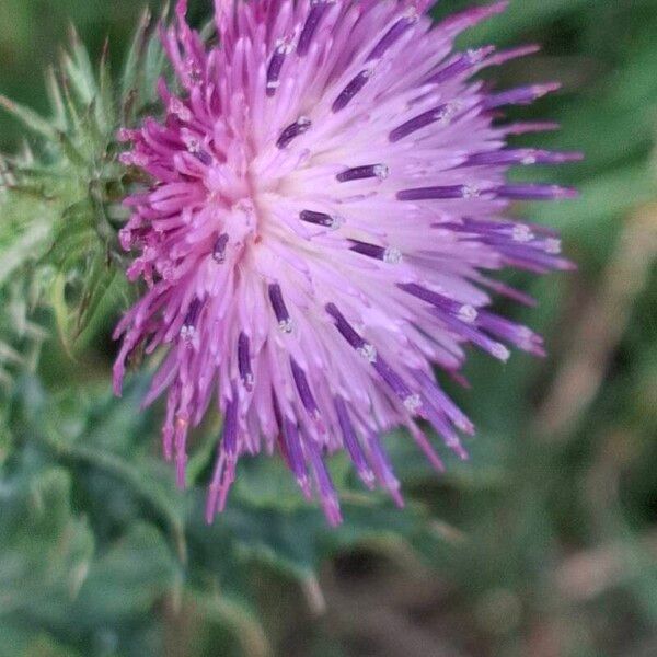 Carduus acanthoides Flor