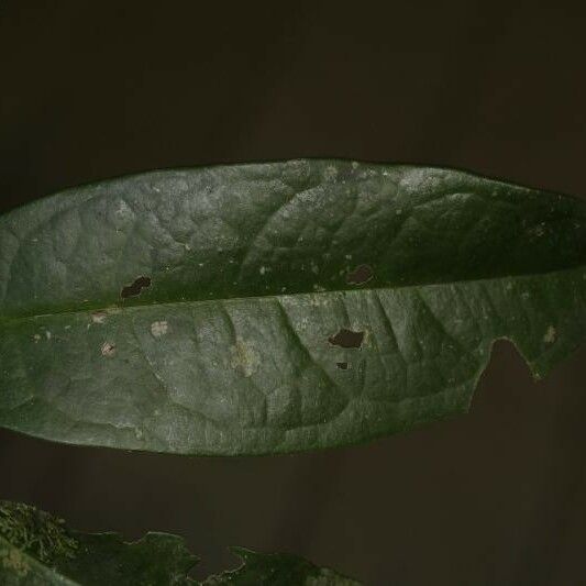 Tapura guianensis Deilen