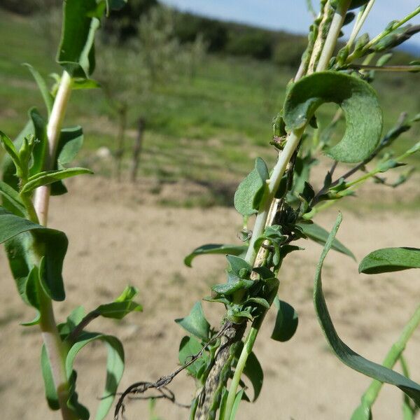 Lactuca viminea Corteccia