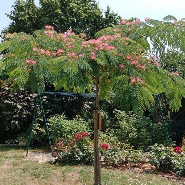 Albizia julibrissin Hábito