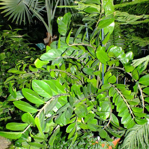 Zamioculcas zamiifolia Yeri