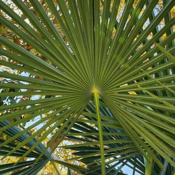 Trachycarpus fortunei পাতা