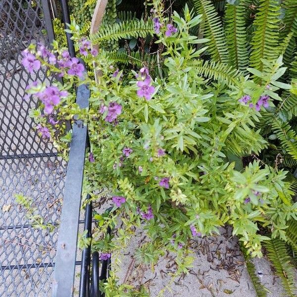 Angelonia biflora Συνήθη χαρακτηριστικά