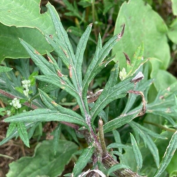 Artemisia vulgaris Φύλλο