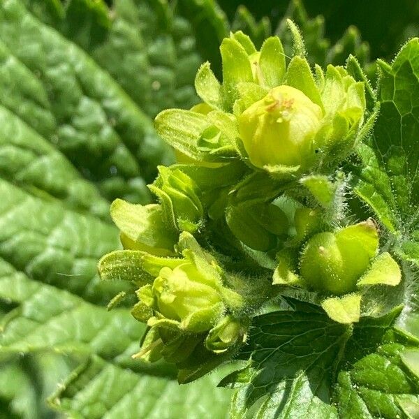 Scrophularia vernalis Plod