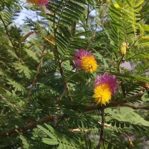 Dichrostachys cinerea Flower