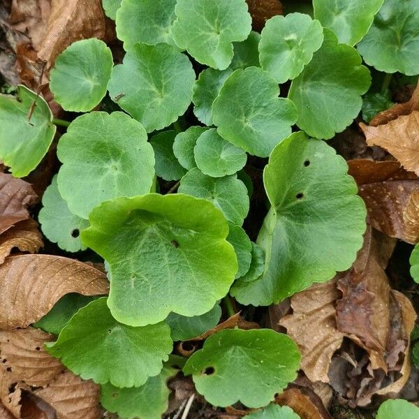 Umbilicus horizontalis Leaf