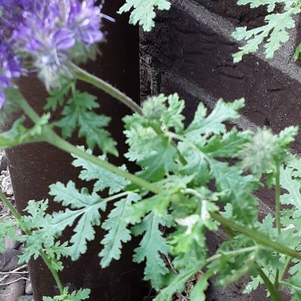 Phacelia tanacetifolia Folla