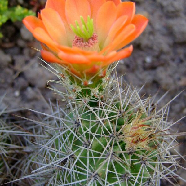 Echinocereus coccineus Çiçek