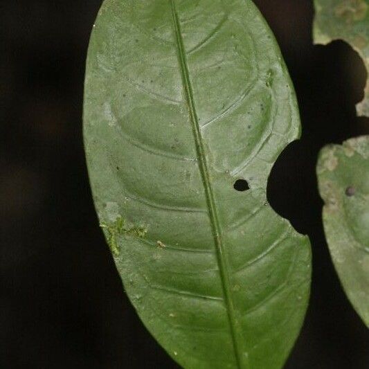 Faramea guianensis Ліст