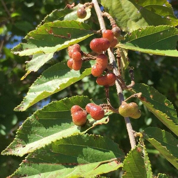 Grewia flavescens Froito