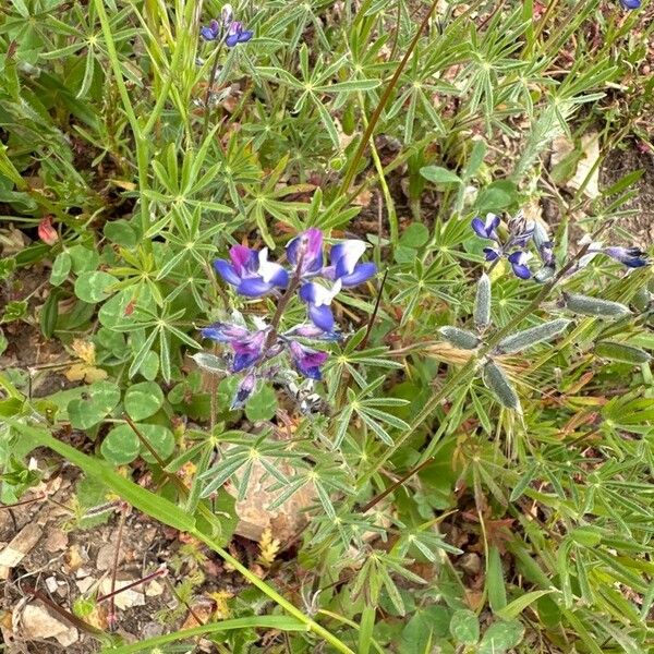 Lupinus bicolor Flower