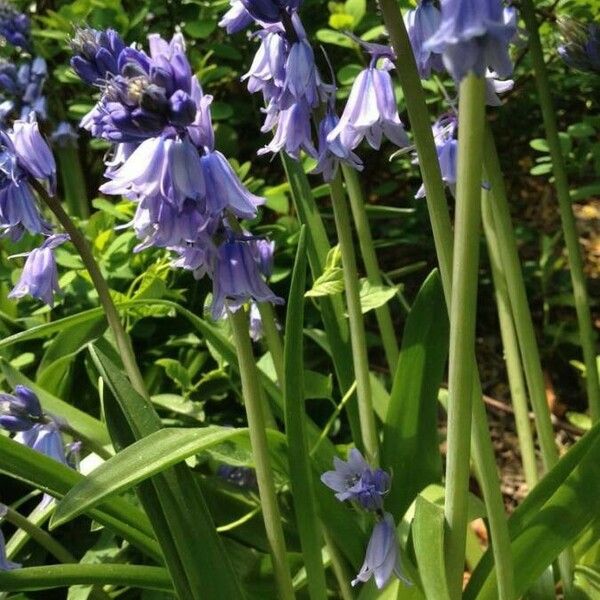 Hyacinthoides hispanica Квітка