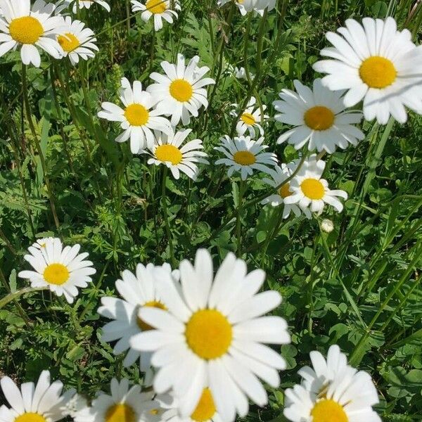 Leucanthemum ircutianum Кветка