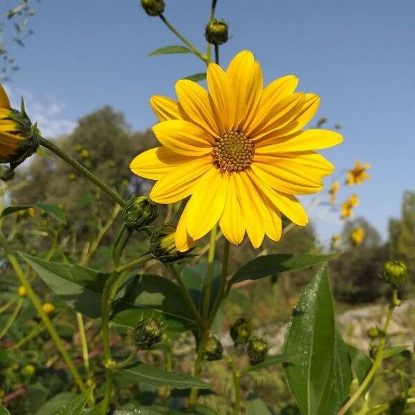 Helianthus tuberosus Цвят