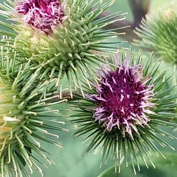 Arctium lappa Flower