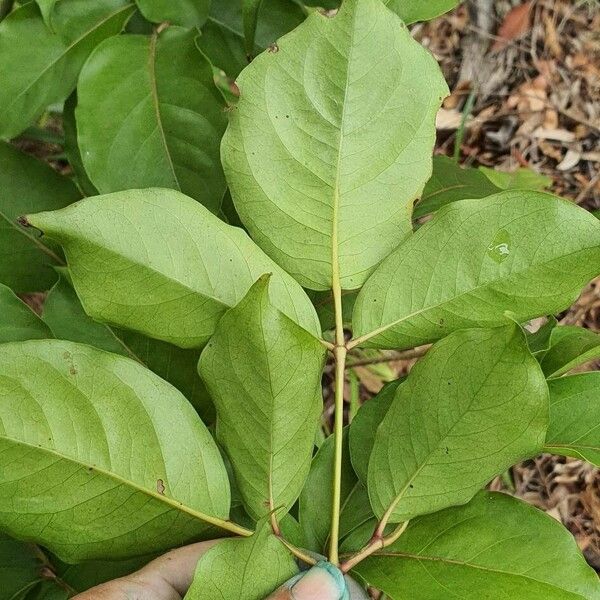 Polyscias elegans Leaf