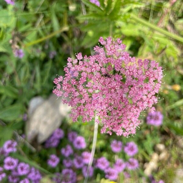 Pimpinella major Квітка