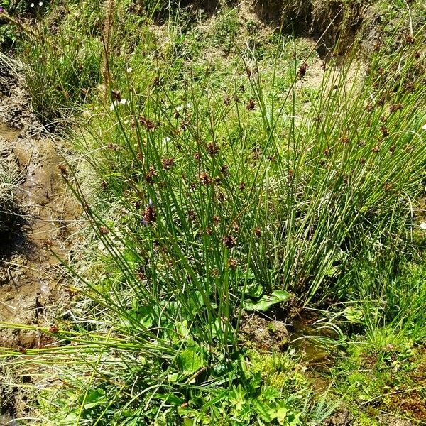 Juncus conglomeratus Habit