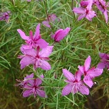 Epilobium dodonaei Lorea