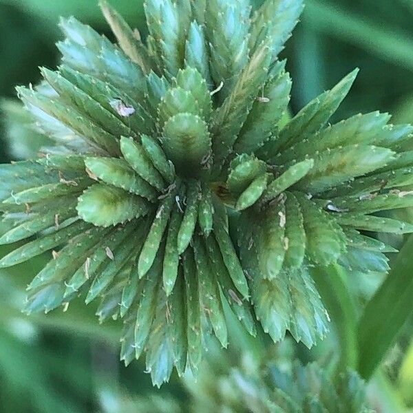 Cyperus eragrostis ᱥᱟᱠᱟᱢ