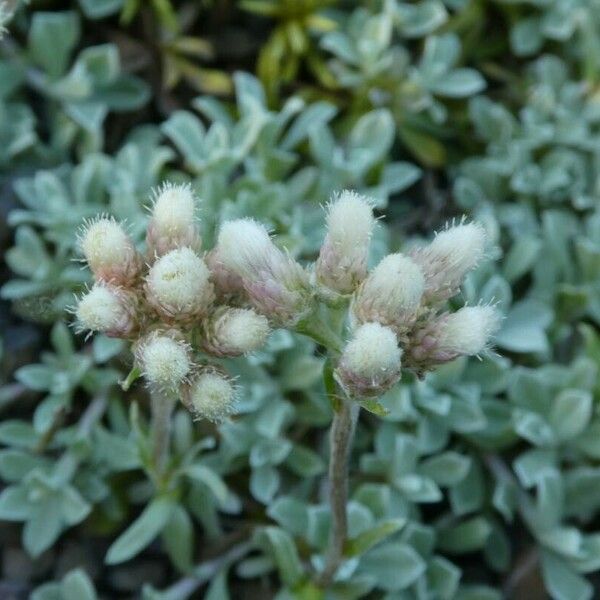 Antennaria dioica Blüte