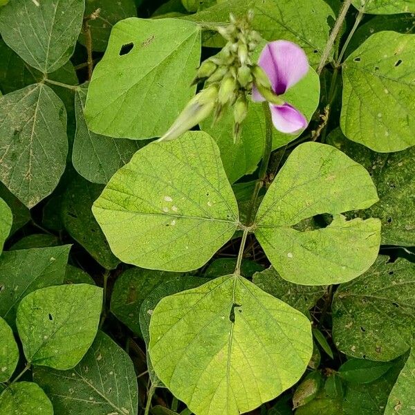 Pueraria phaseoloides Flower