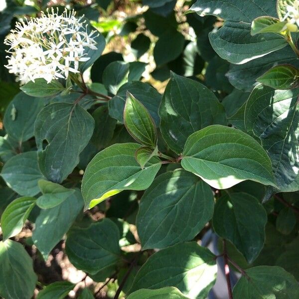 Cornus sanguinea Blad