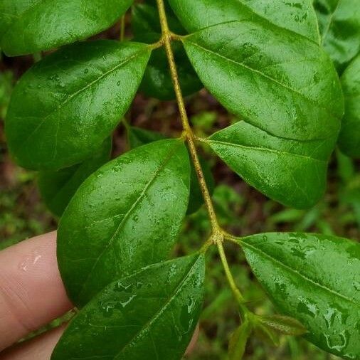 Ligustrum sinense 葉