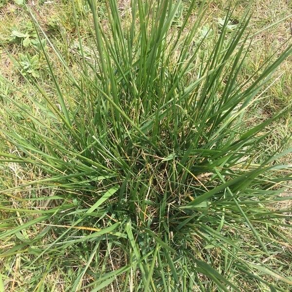 Brachypodium pinnatum 葉