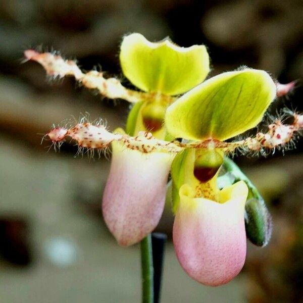 Paphiopedilum victoria-regina Květ