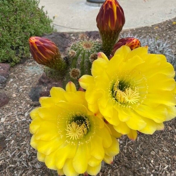 Echinocereus coccineus Кветка