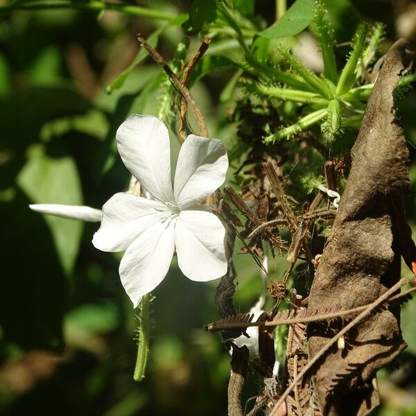 Plumbago zeylanica 花