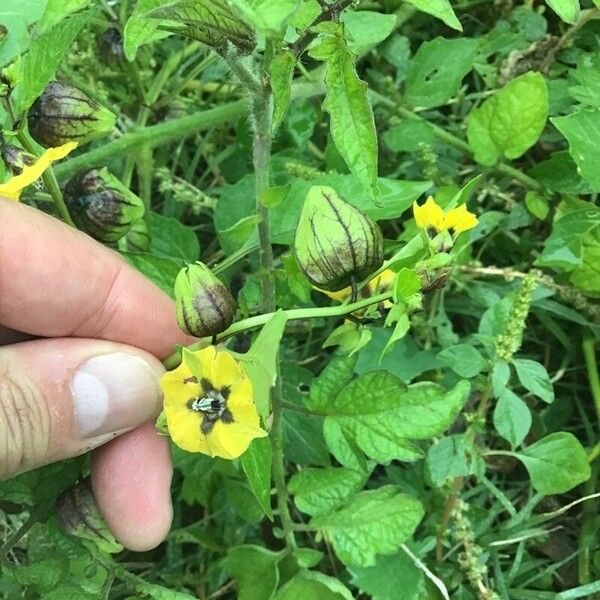 Physalis philadelphica Цветок