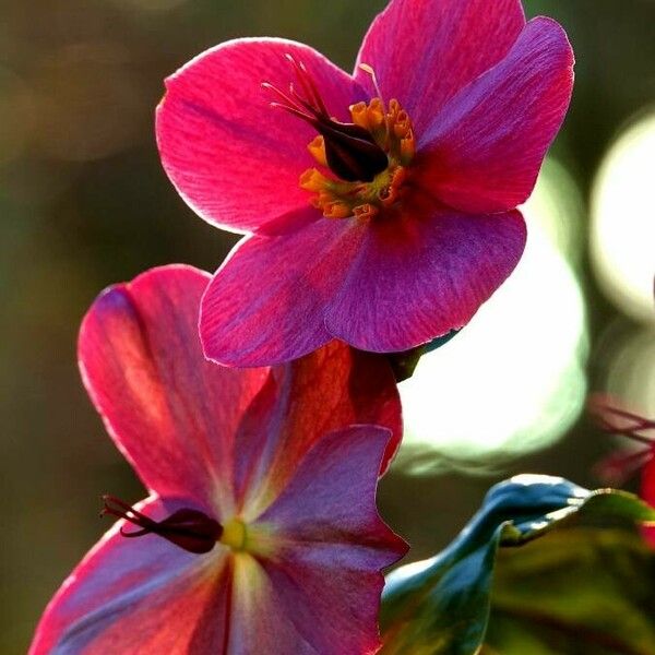 Helleborus orientalis 花