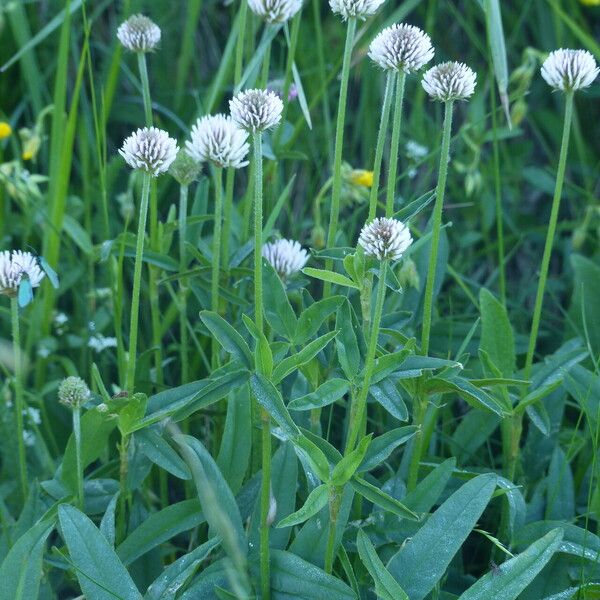 Trifolium montanum Hábito